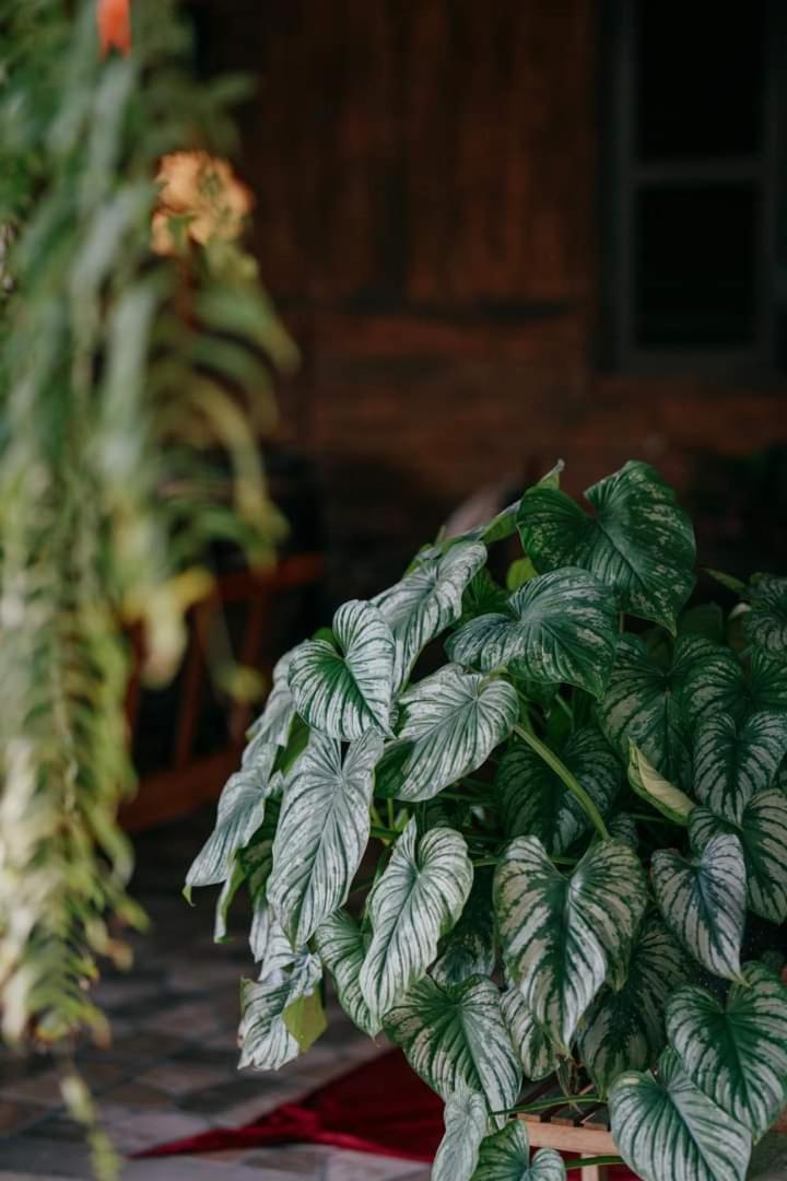 Harmony Garden - Home And Coffee Hue Esterno foto